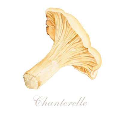 Food Illustration - Chanterelle Mushroom