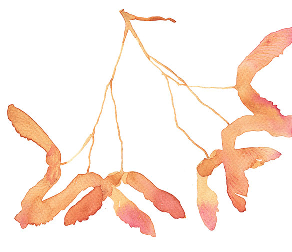 watercolor maple seed background