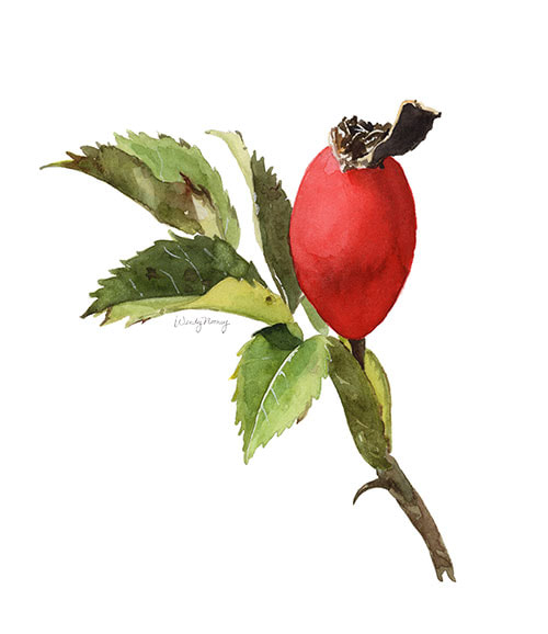 Illustration of Wild Rose Hip, Ooms Conservation Area