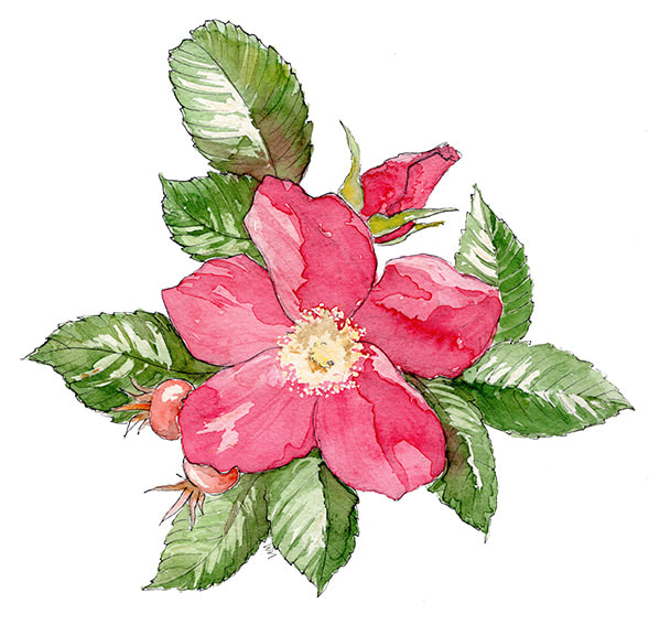 Botanical Illustration, Rugosa Rose