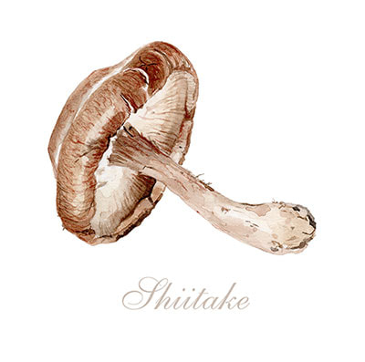 Food Illustration - Shiitake Mushroom